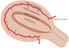 Layers of the Uterus