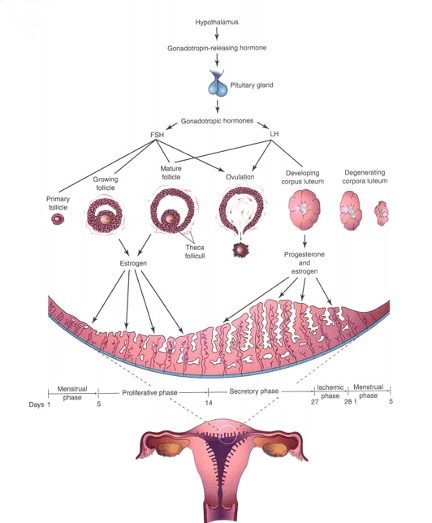 HPO AXIS AND ITS IMPACT ON OVULATION& ENDOMETRIAL DEVELOPMENT