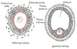 Maturing Follicles