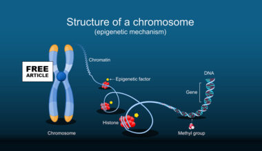 Epigenetics and The structure of a Chromosome