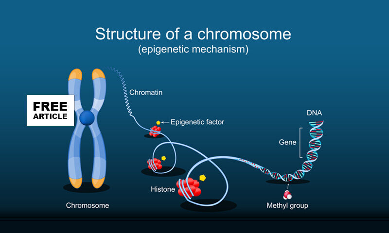 Epigenetics and The structure of a Chromosome