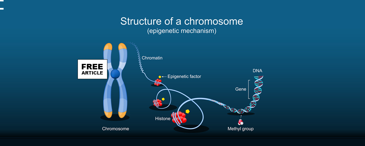 Epigenetics and The structure of a Chromosome