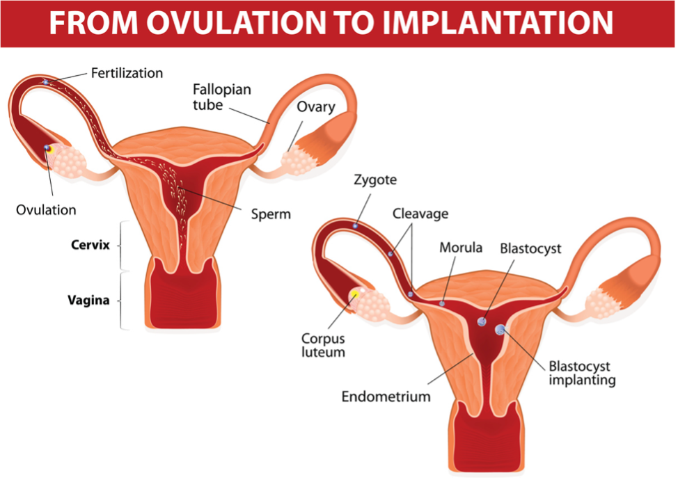 Ovulation and Implantation